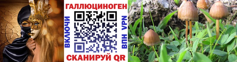 где найти   Тамбов  Псилоцибиновые грибы Cubensis 